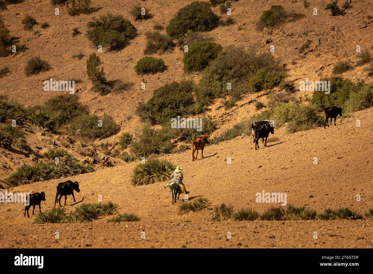 Vista sulla campagna marocchina Foto Stock