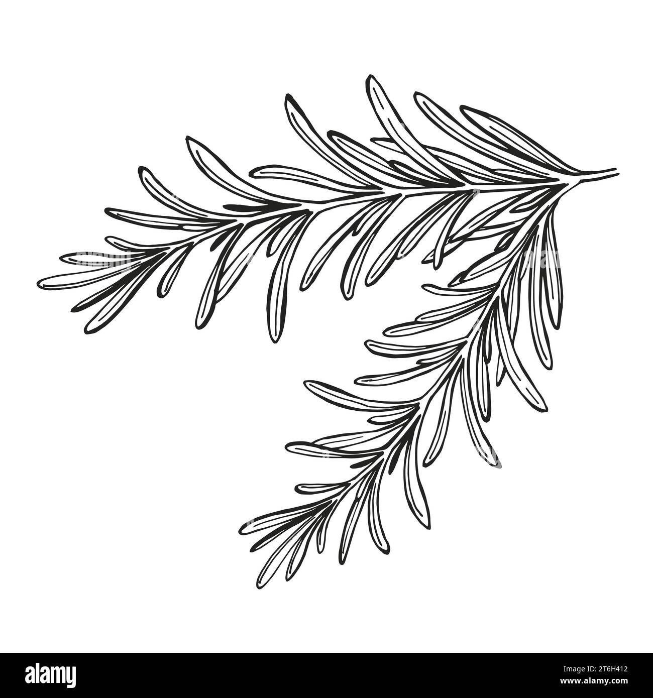 illustrazione vettoriale disegnata a mano di brunch al rosmarino, schizzo bianco e nero di erbe, pianta di spezie isolata su sfondo bianco, per decorazione domestica, cibo Illustrazione Vettoriale