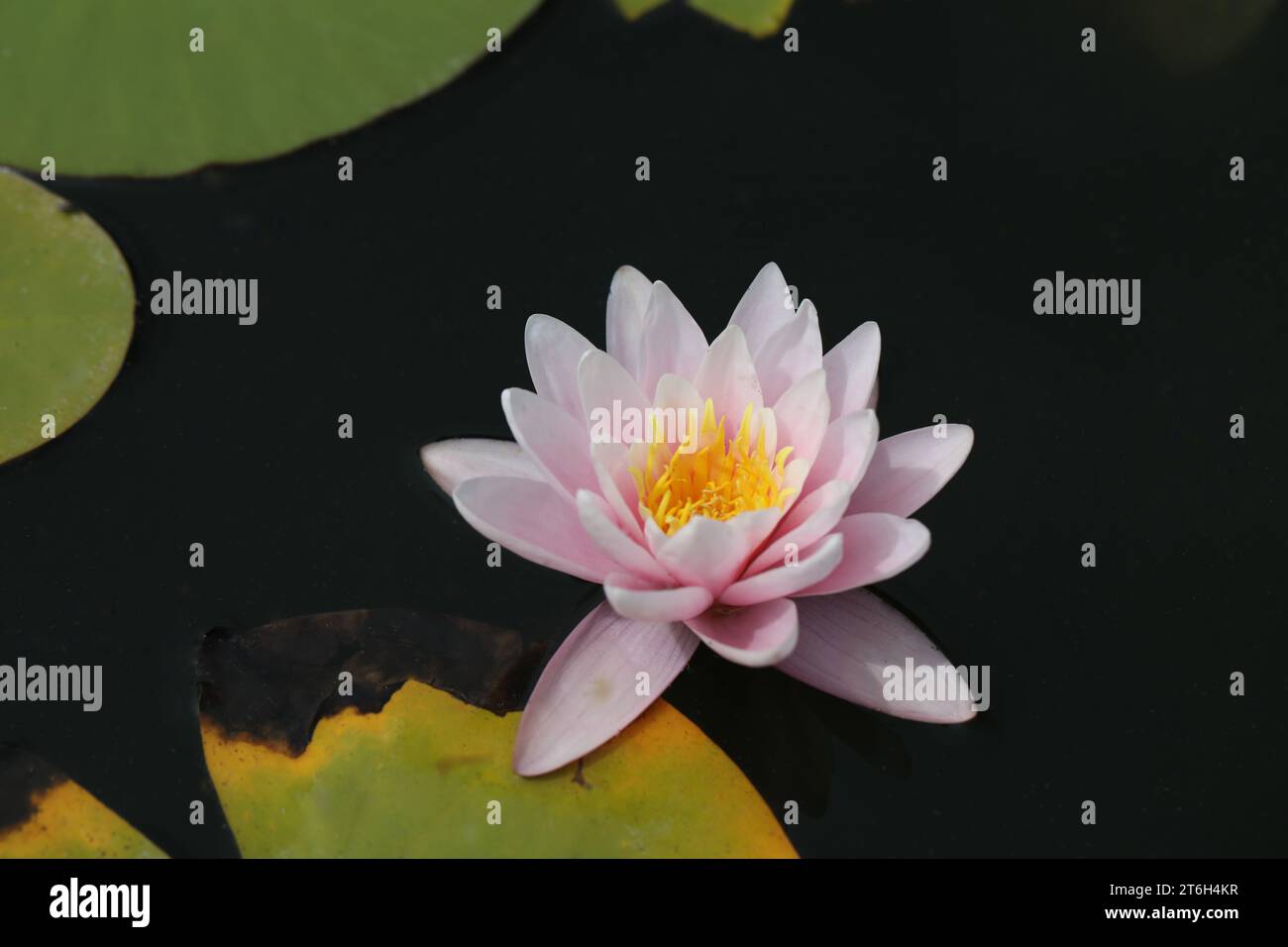 Bellissima nimhaea rosa nello stagno. copia spazio Foto Stock
