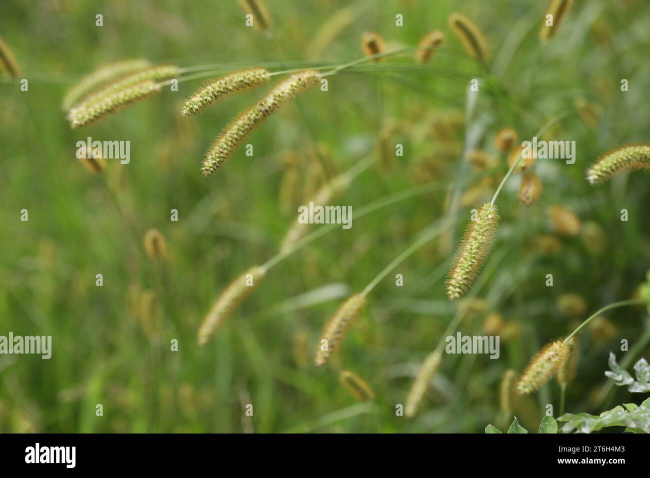 Modello di erba verde nel giardino estivo Foto Stock