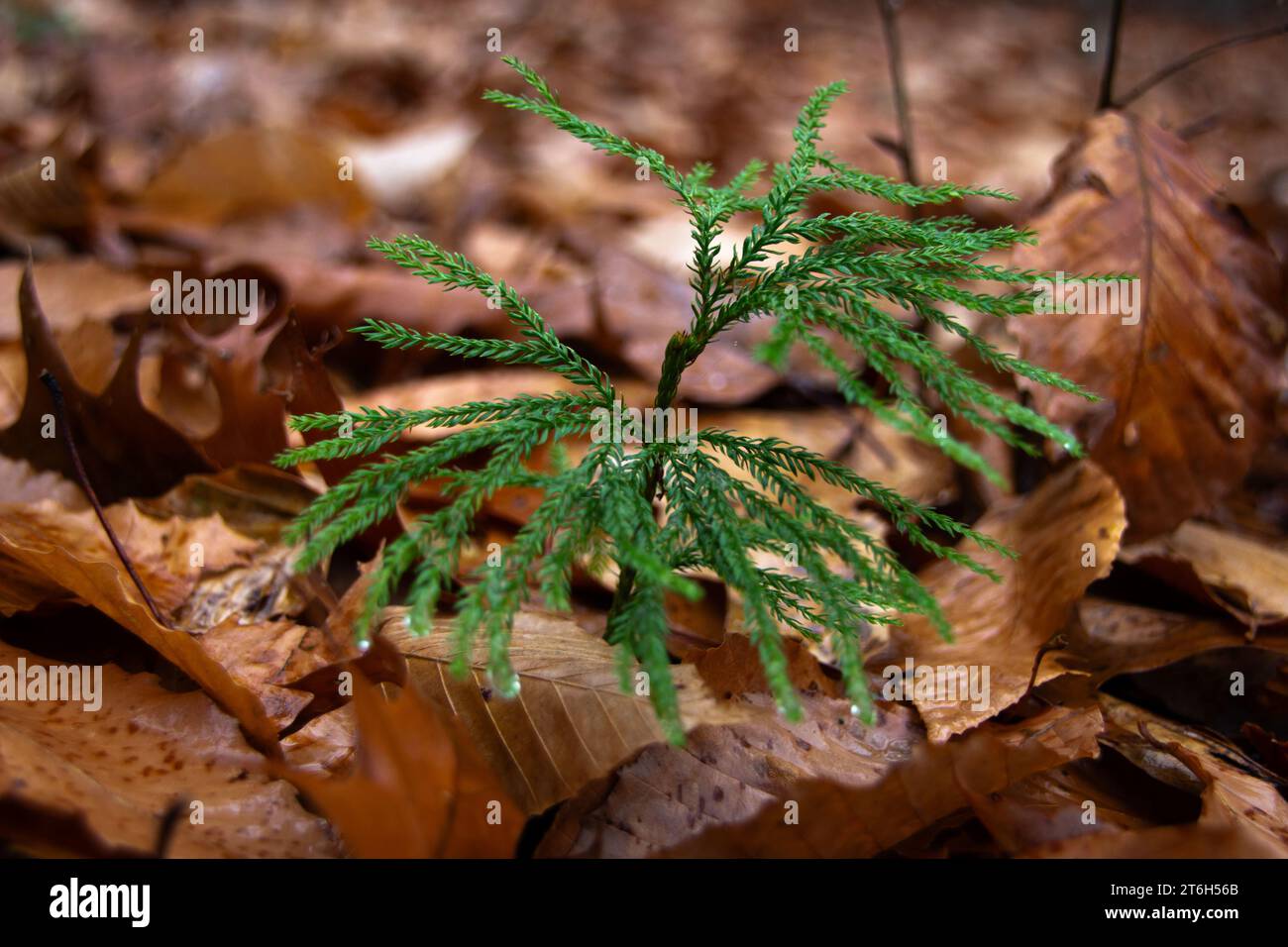 Pianta di pino macinato a forrest. Foto Stock