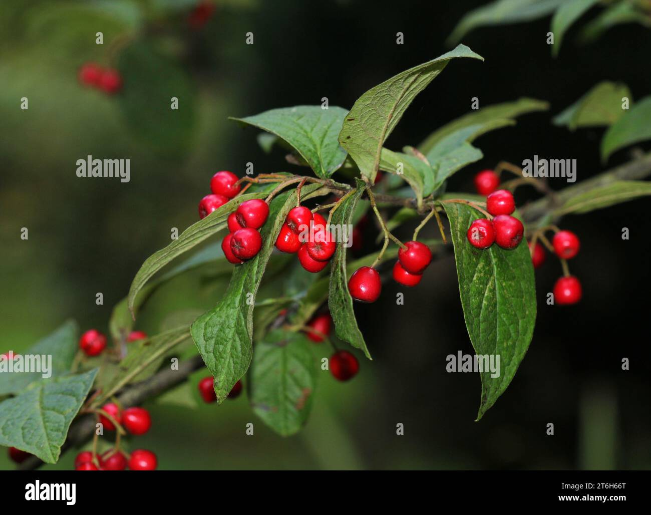 Cotoneaster primo piano con Red Berries Foto Stock