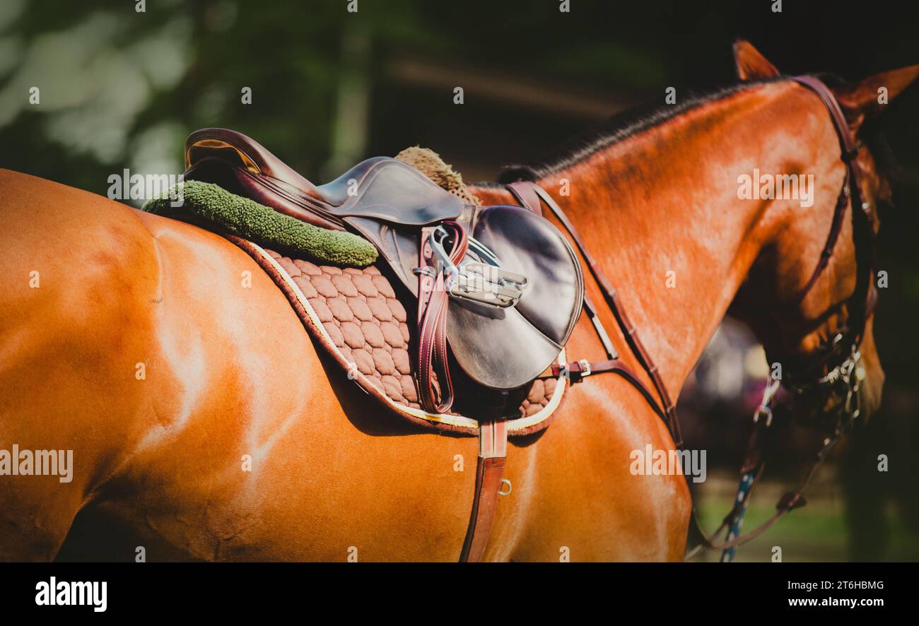 Il cavallo della baia indossa attrezzature sportive: Una sella, una sella e delle staffe in una soleggiata giornata estiva. Sport equestri ed equitazione. Foto Stock