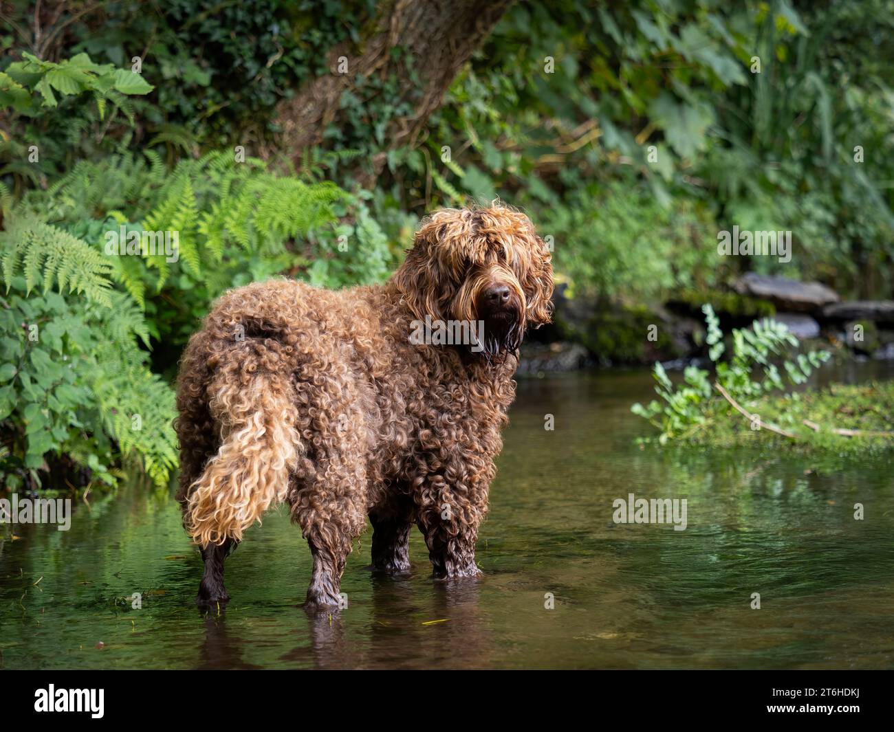 Labradoodle australiano (ALD) Foto Stock
