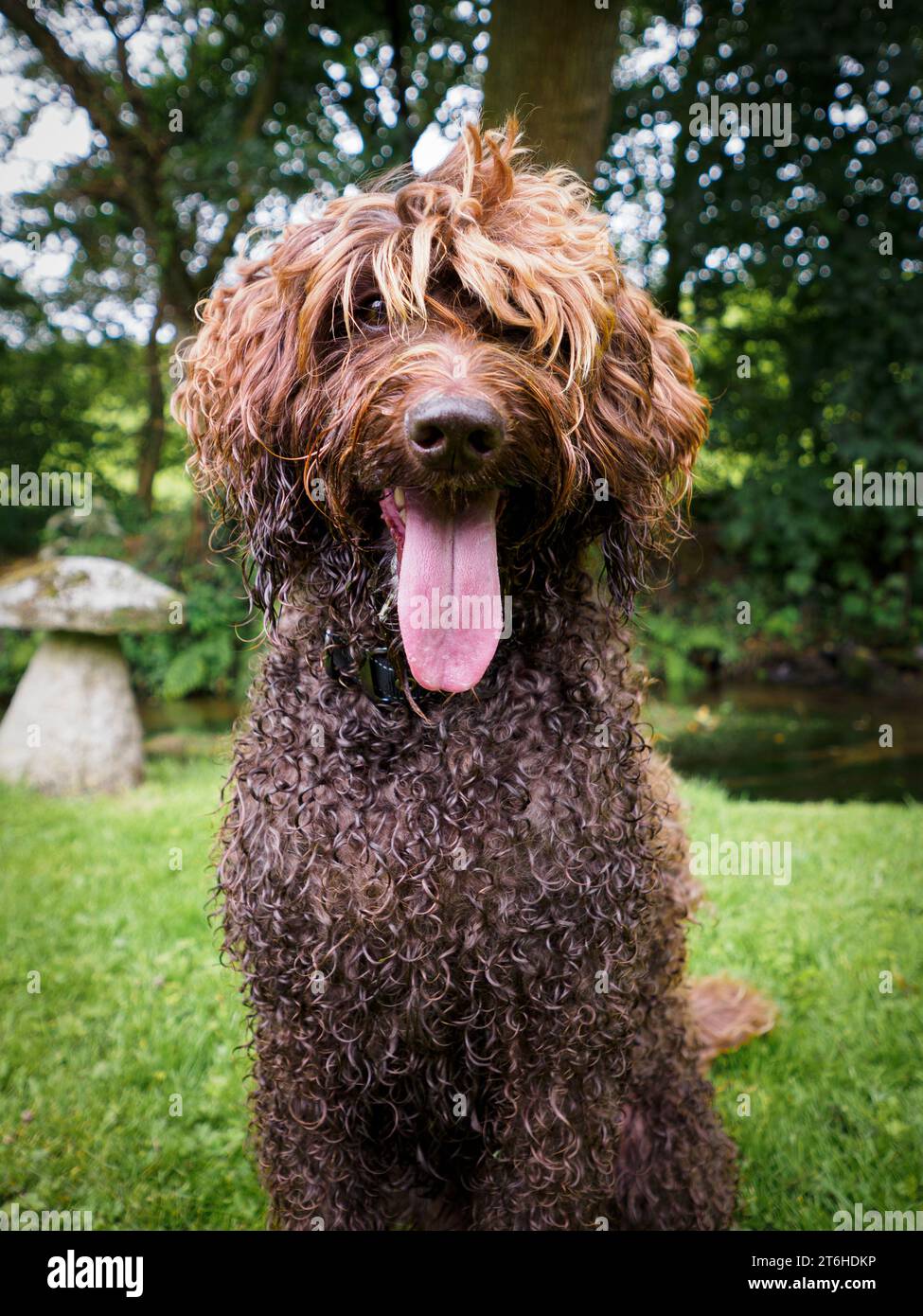 Labradoodle australiano (ALD) Foto Stock