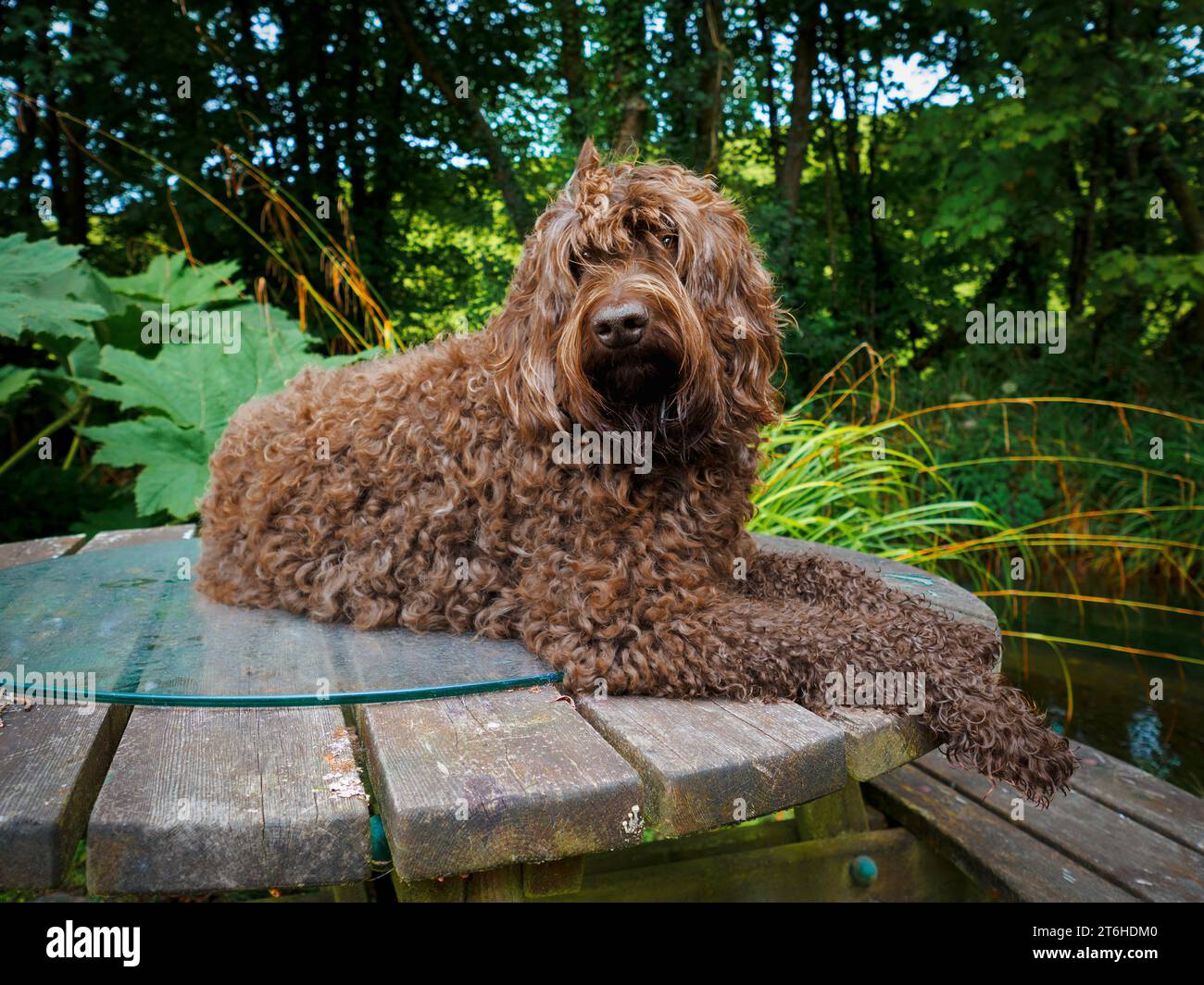 Labradoodle australiano (ALD) Foto Stock