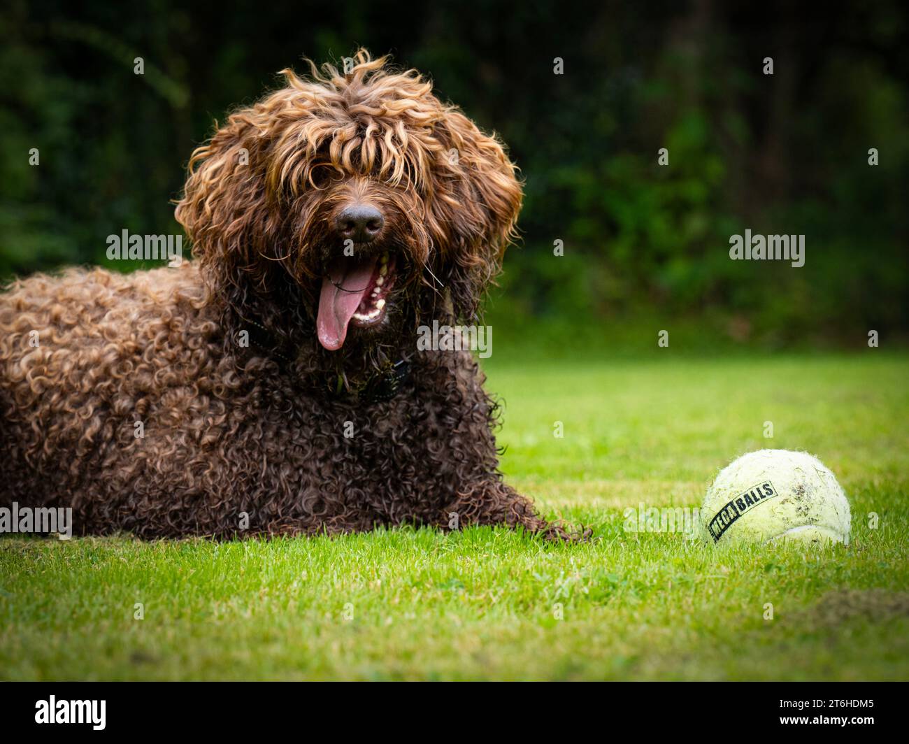 Labradoodle australiano (ALD) Foto Stock