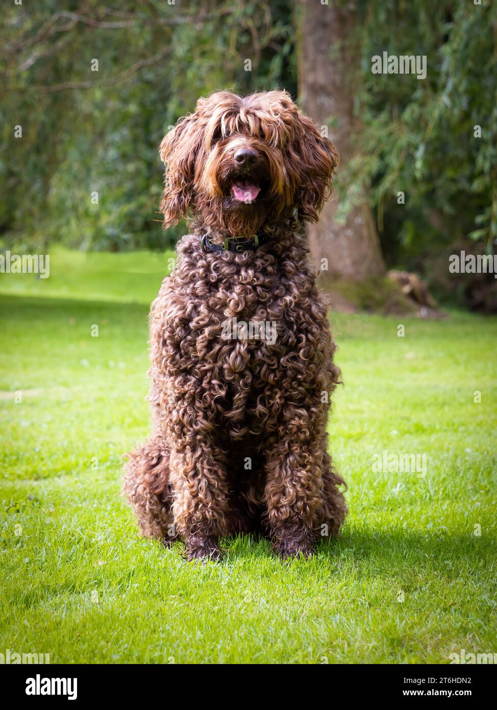 Labradoodle australiano (ALD) Foto Stock