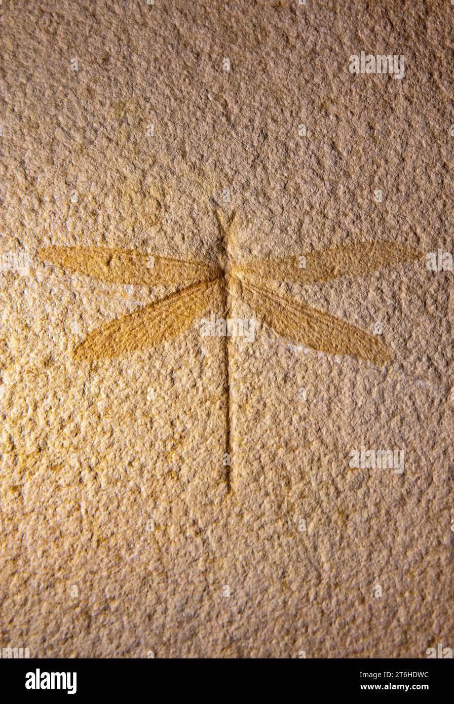 Insetto libellula fossilizzato nell'arenaria Foto Stock