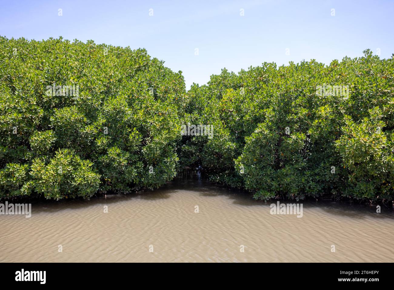 Mangrovie in acque salmastre sulla costa che creano una stabilizzazione costiera e una casa per una ricca biodiversità Foto Stock