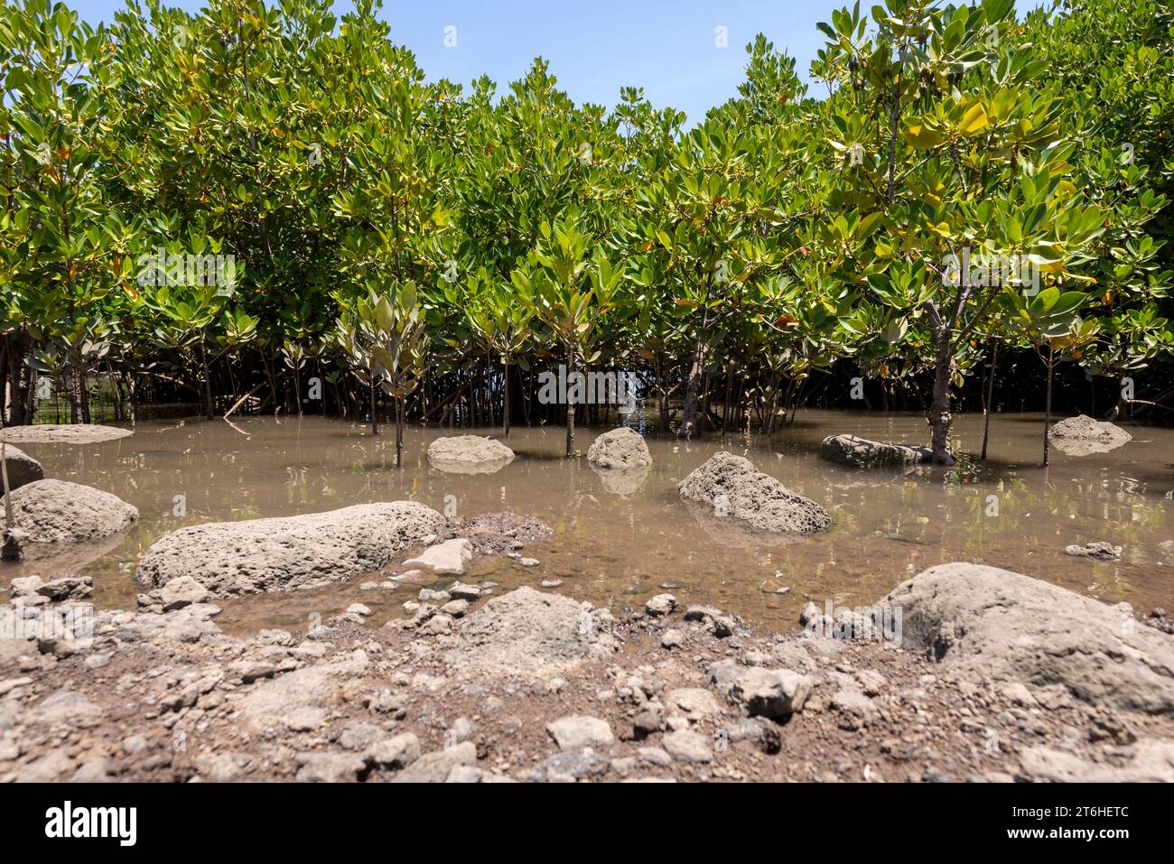 Mangrovie in acque salmastre sulla costa che creano una stabilizzazione costiera e una casa per una ricca biodiversità Foto Stock