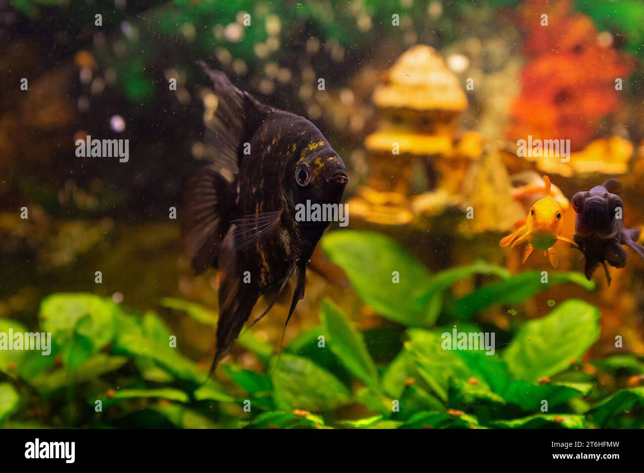 Pesci angelo (Pterophyllum scalare) in casa acquario di acqua dolce Foto Stock