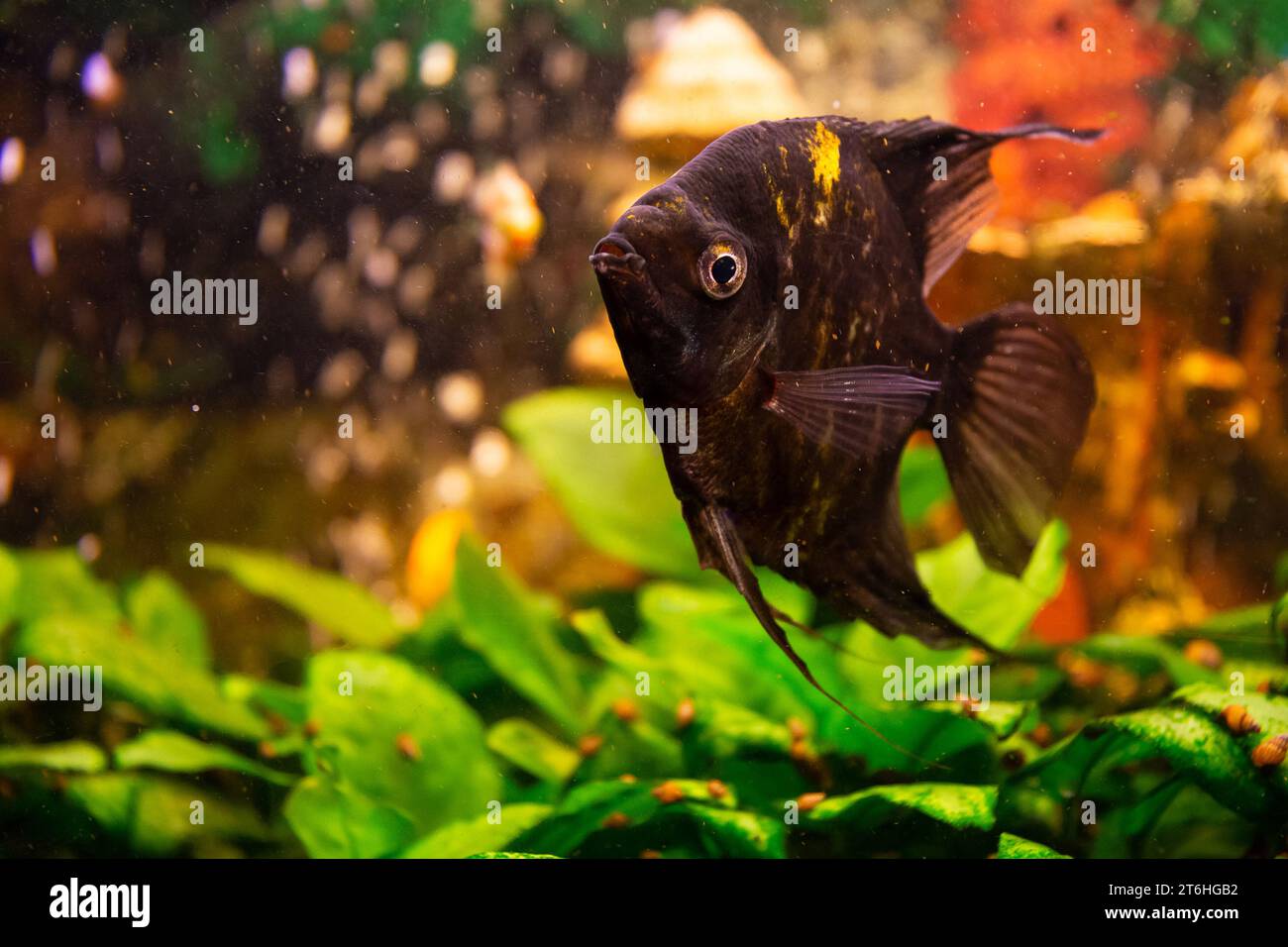 Pesci angelo (Pterophyllum scalare) in casa acquario di acqua dolce Foto Stock
