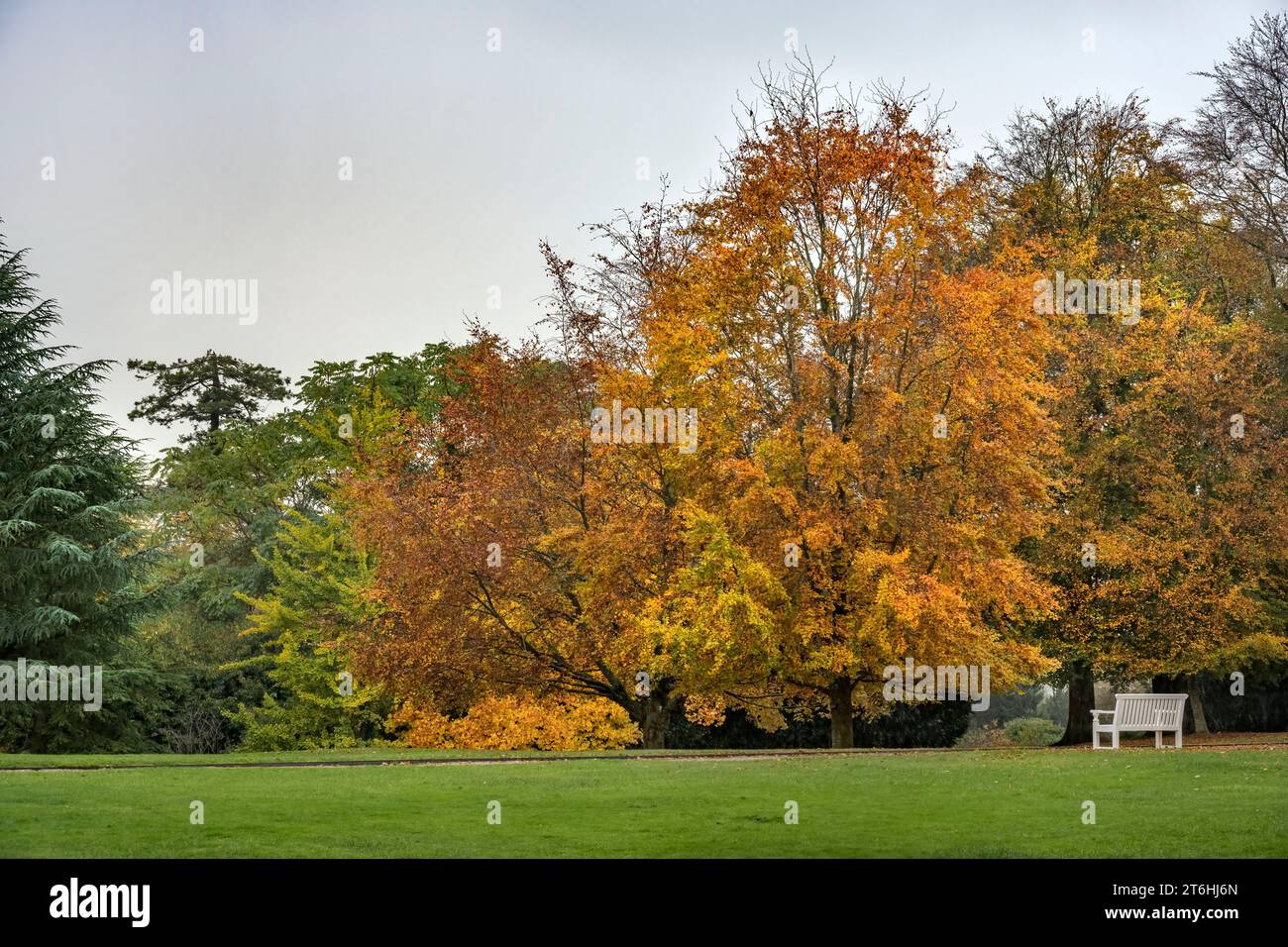 Novembre caldi colori autunnali degli alberi Foto Stock