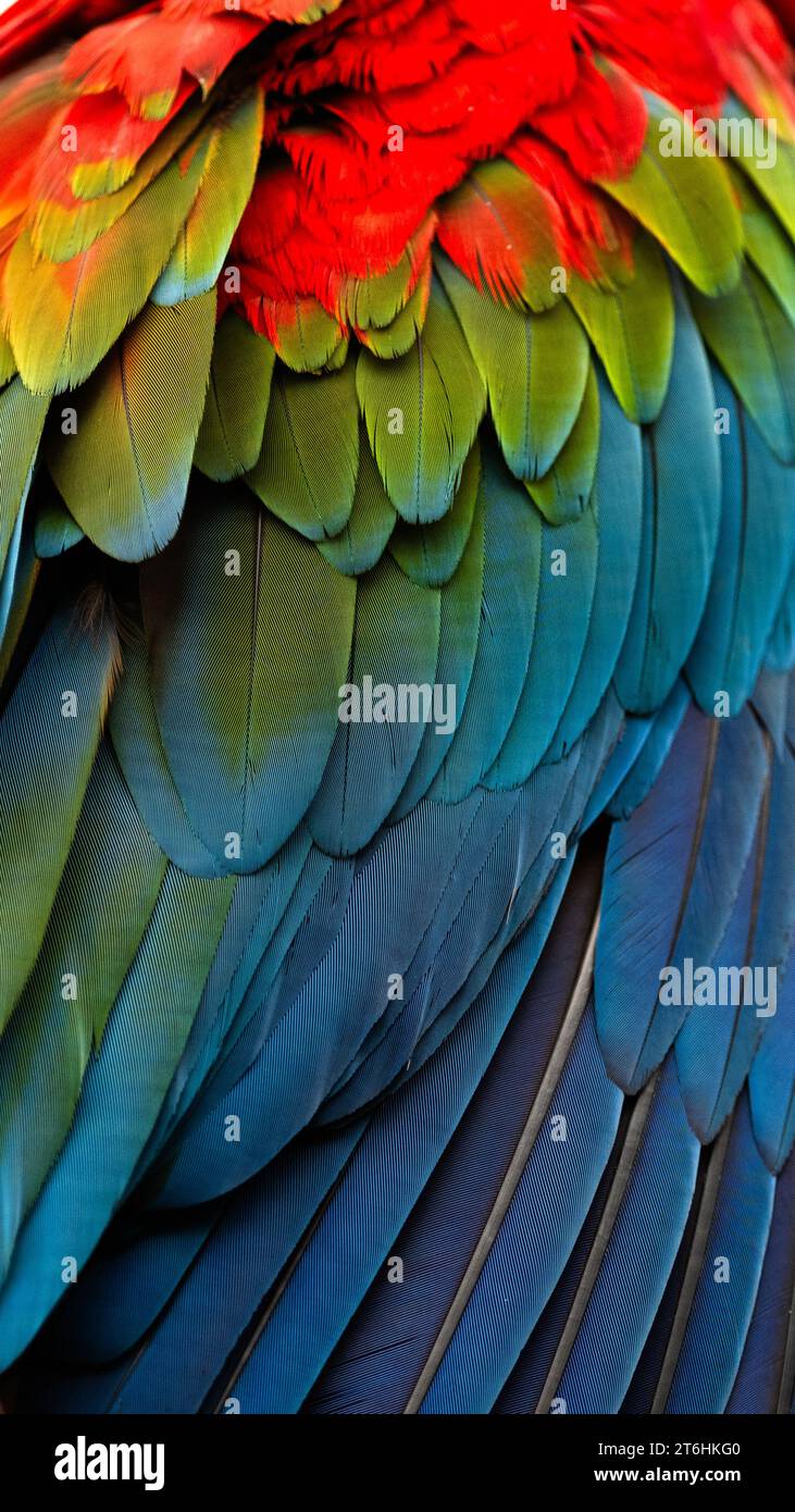 Dettagli dell'ala Macaw rossa e verde Foto Stock