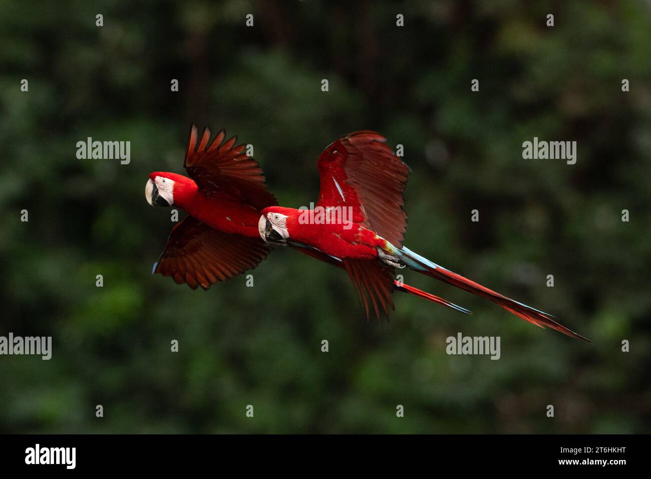 Macaws rosse e verdi dal Brasile Foto Stock