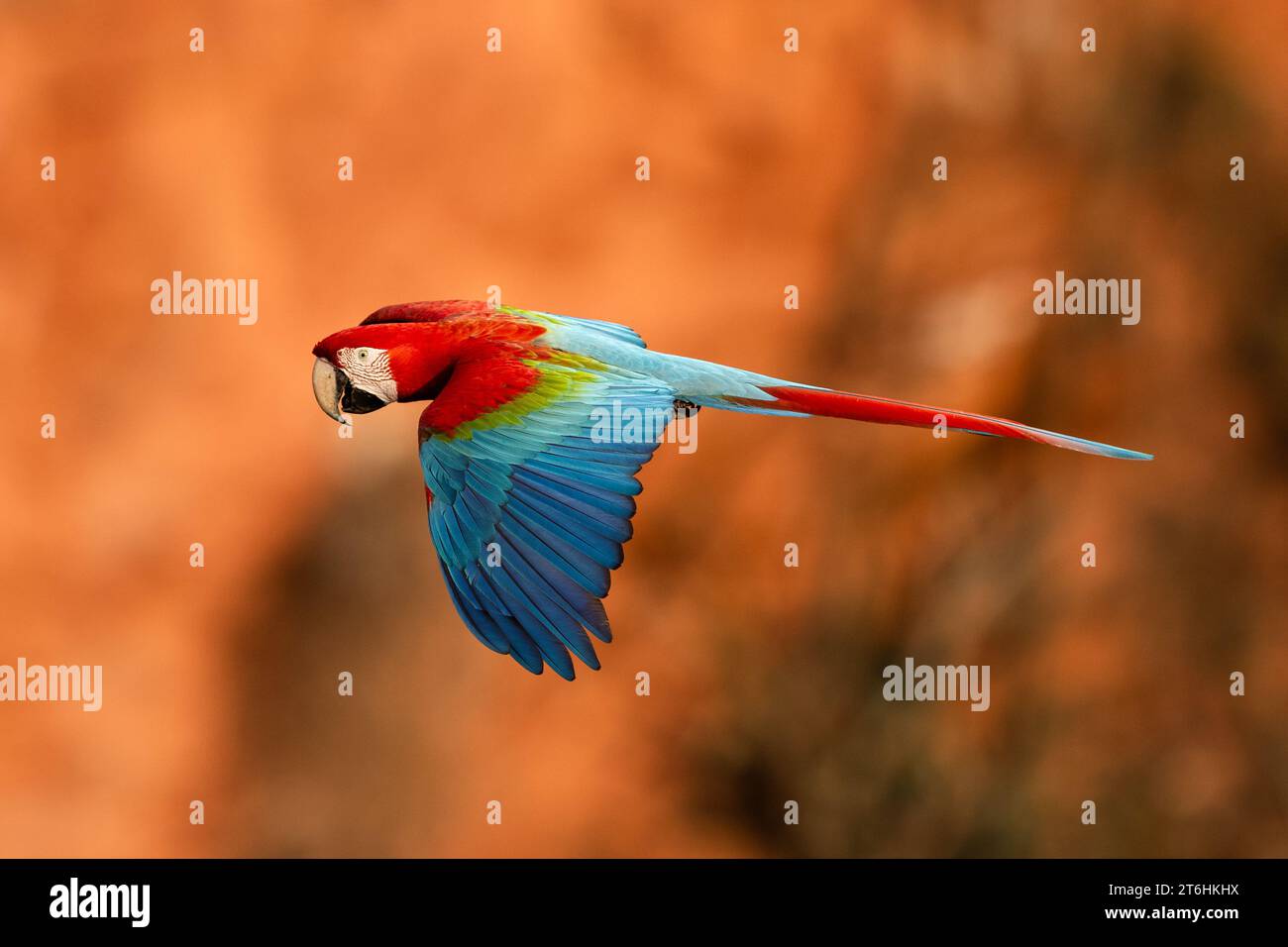 Macaw rosso e verde dal Brasile Foto Stock