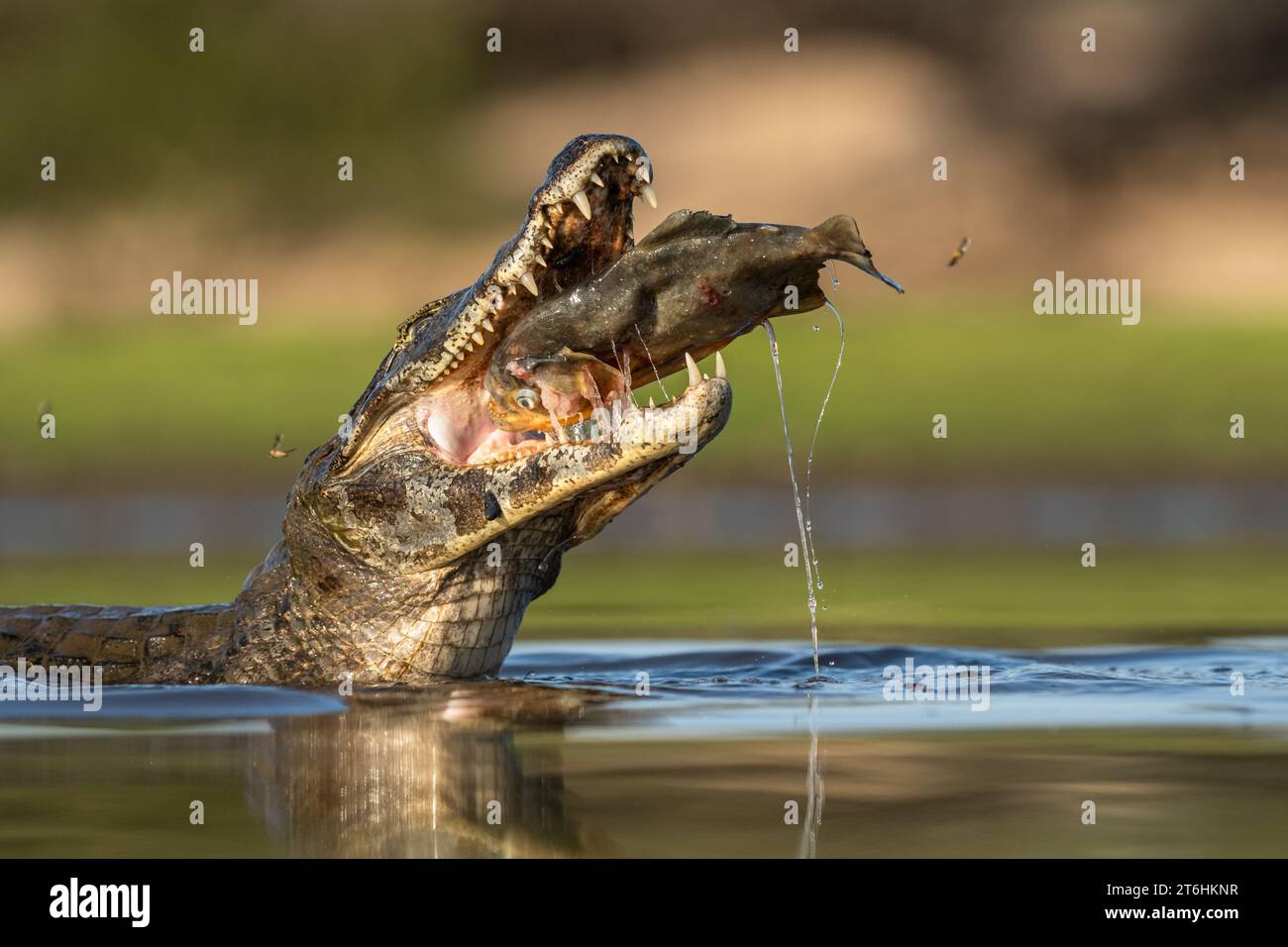 Un Caiman Pantanal (Caiman yacare) che mangia un pesce Piranha Foto Stock
