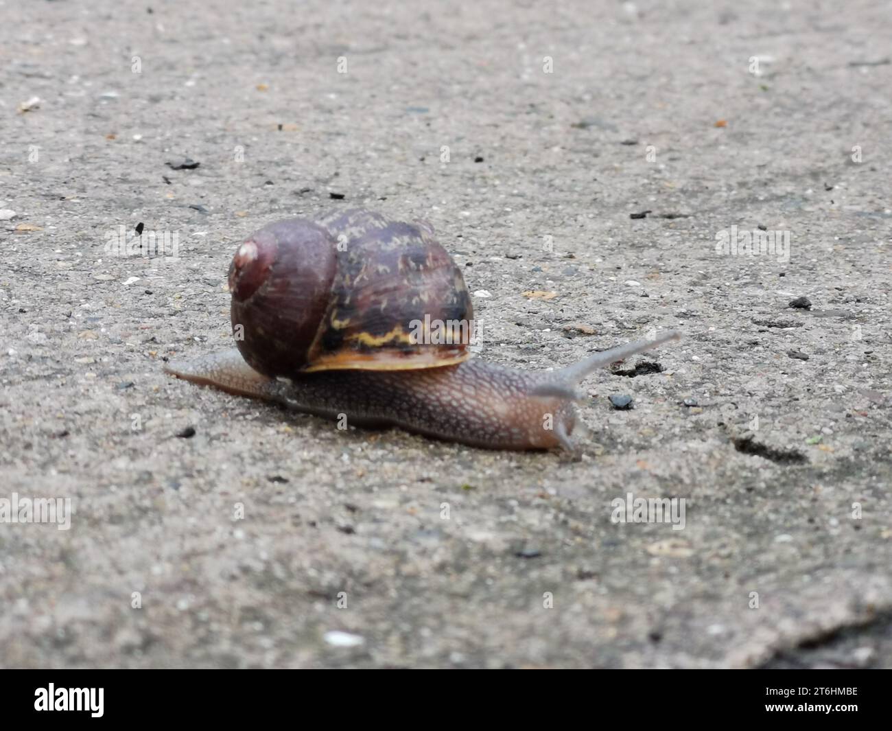 Primo piano ad alta risoluzione di una lumaca con conchiglia marrone, isolato su uno sfondo bianco Foto Stock