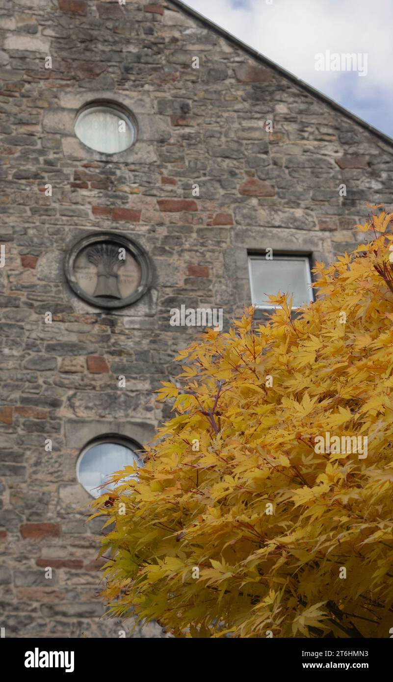Edimburgo, Dean Village: Fogliame autunnale giallo brillante contro il muro grigio di arenaria con finestre rotonde e un medaglione di wheatsheaf di un ex mulino. Foto Stock