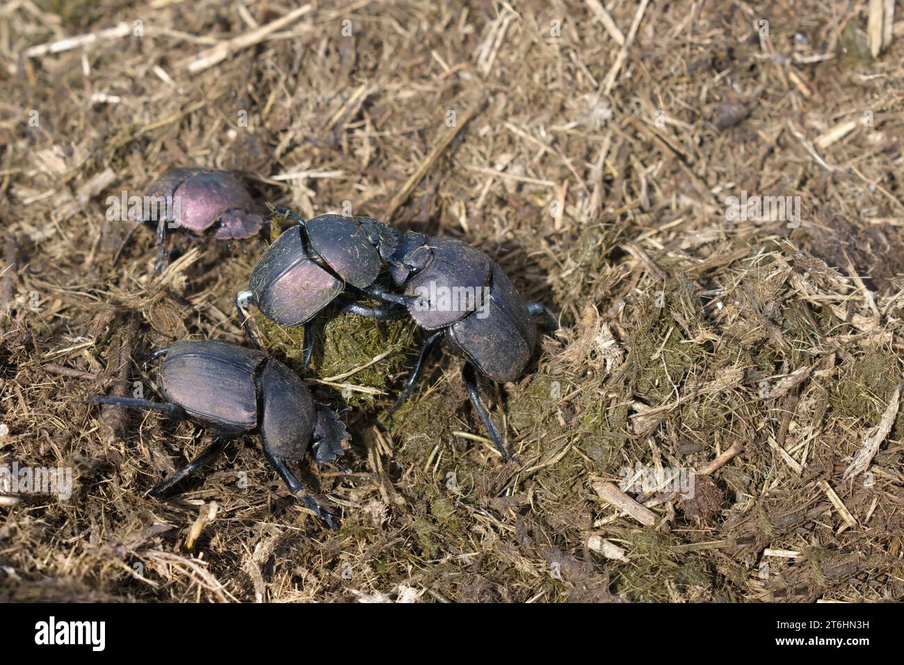 Scarabeo letale o scarabeo che spinge le feci rotondo, provincia di KwaZulu Natal, Sudafrica Foto Stock