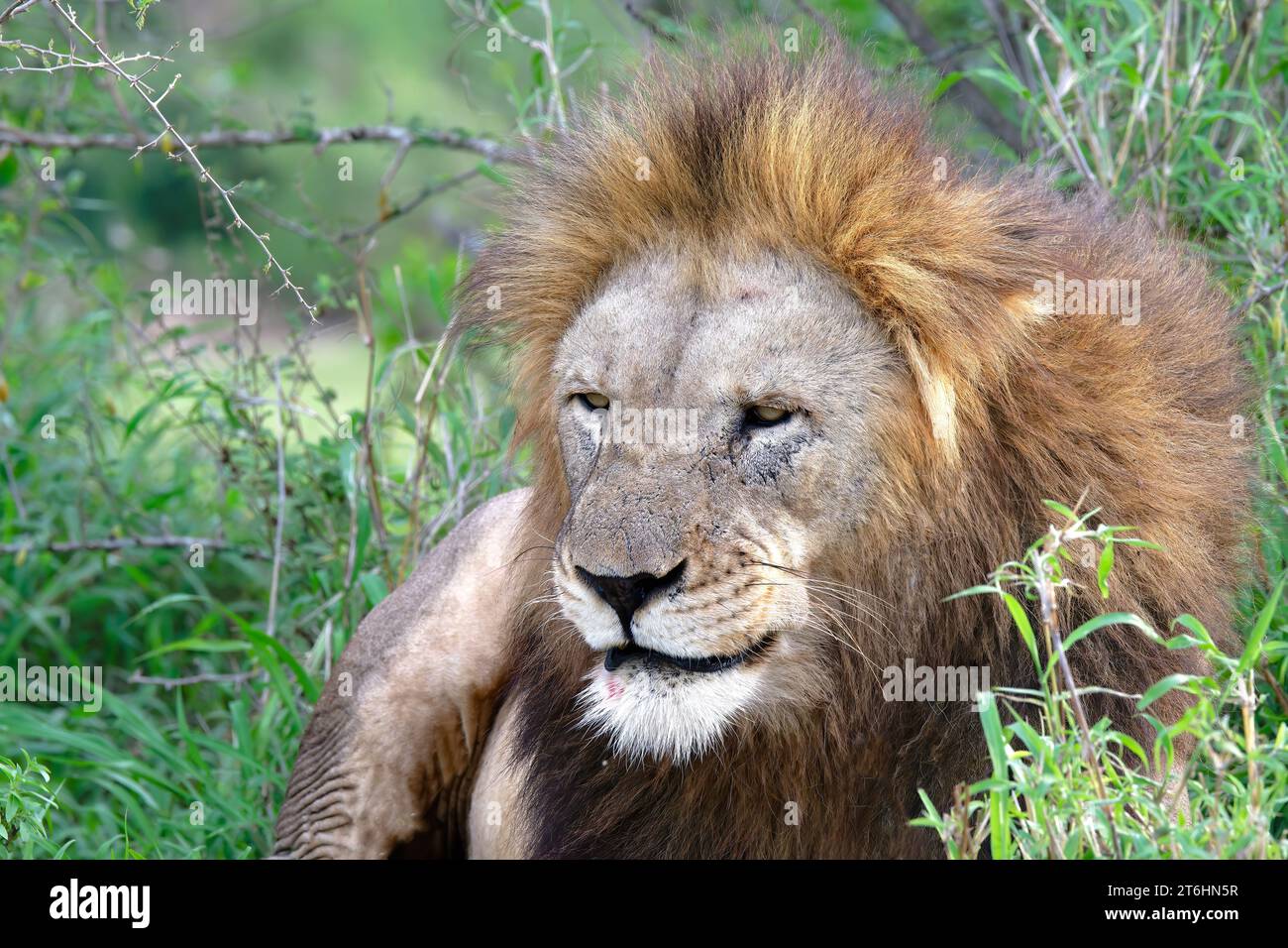 Ritratto di un leone maschio (Panthera leo), provincia di KwaZulu Natal, Sudafrica Foto Stock