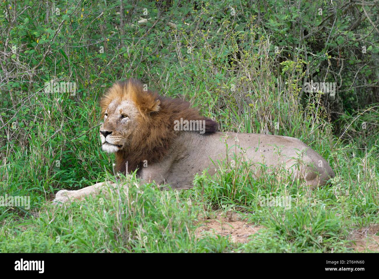 Leone maschio (Panthera leo) sdraiato sull'erba, provincia di KwaZulu Natal, Sudafrica Foto Stock