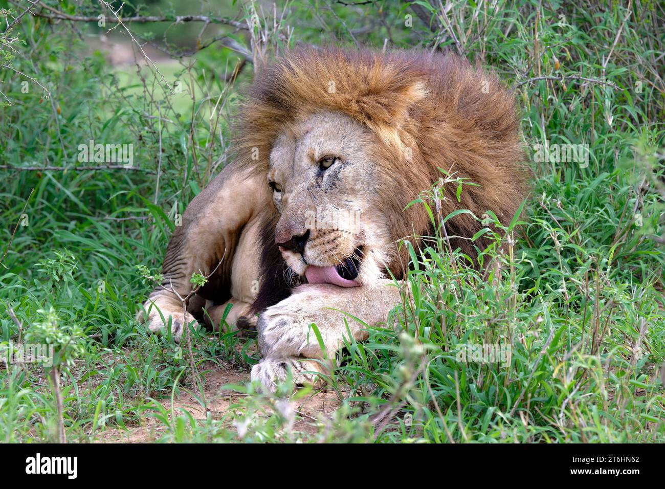 Leone maschio (Panthera leo) che perde la zampa, provincia di KwaZulu Natal, Sudafrica Foto Stock