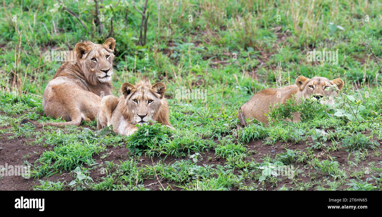 Gruppo di tre leoni femminili (Panthera leo) che giacciono sull'erba, provincia di KwaZulu Natal, Sudafrica Foto Stock
