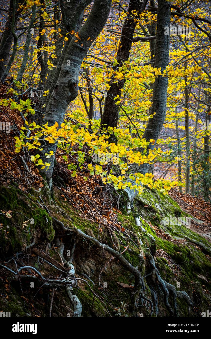 Paesaggio autunnale nel parco naturale di Montseny, nella provincia di Barcellona, in Catalogna, Spagna Foto Stock