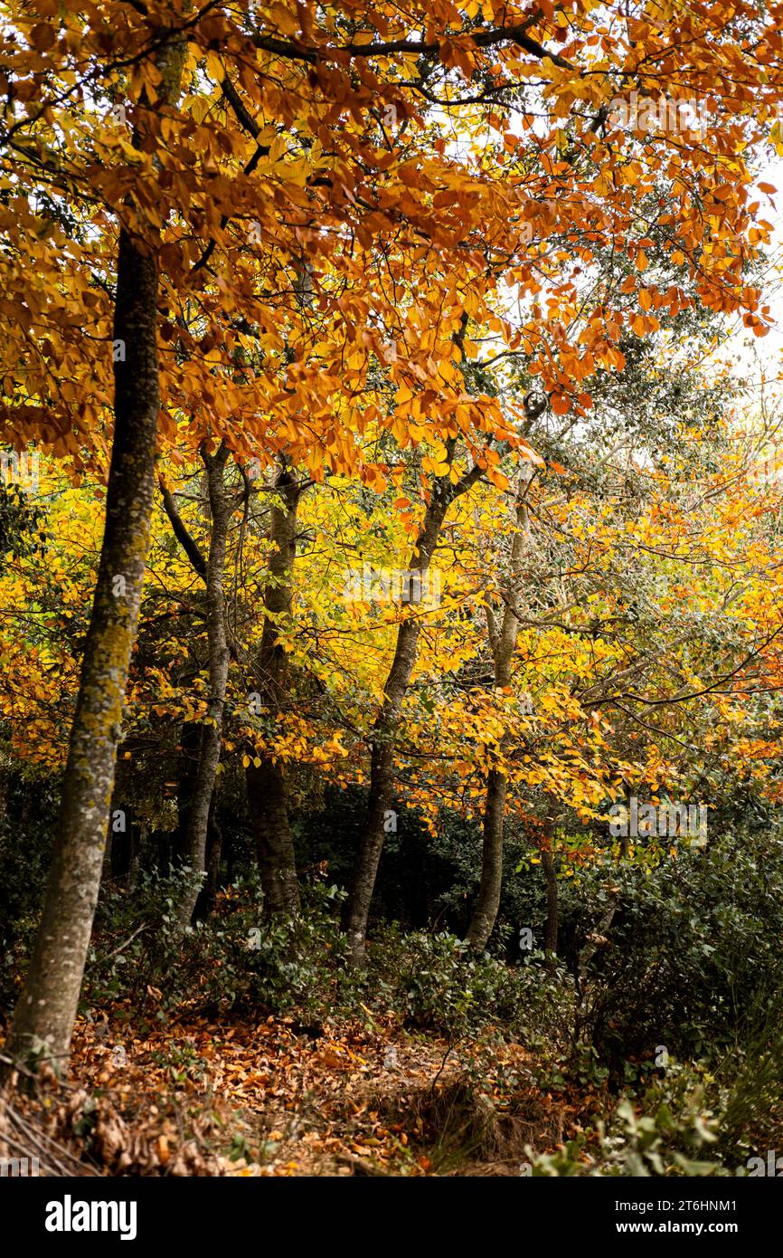Paesaggio autunnale nel parco naturale di Montseny, nella provincia di Barcellona, in Catalogna, Spagna Foto Stock