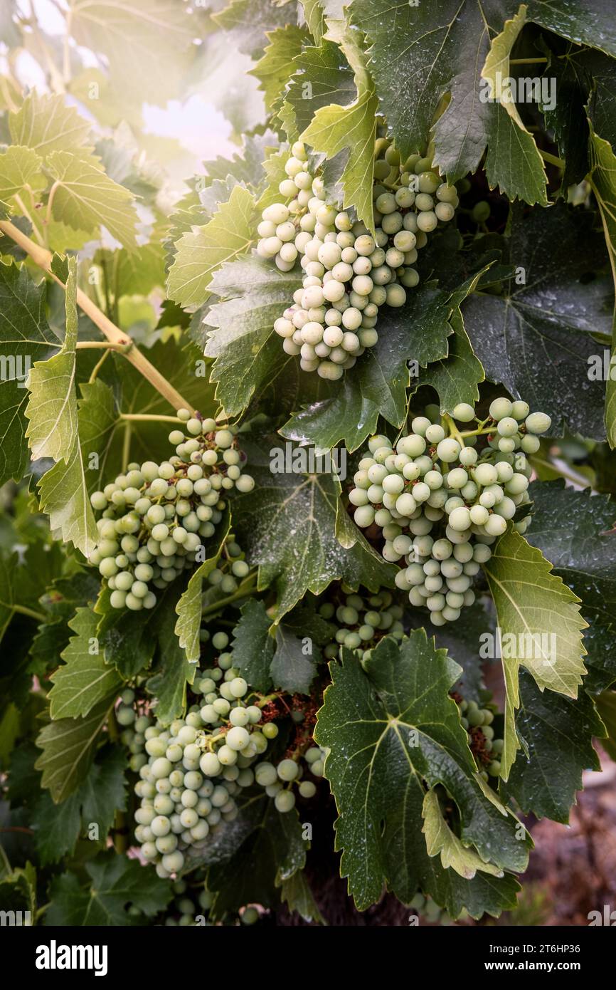 Paesaggio nei vigneti durante la primavera nella regione di denominazione Priorat in Catalogna, in Spagna Foto Stock