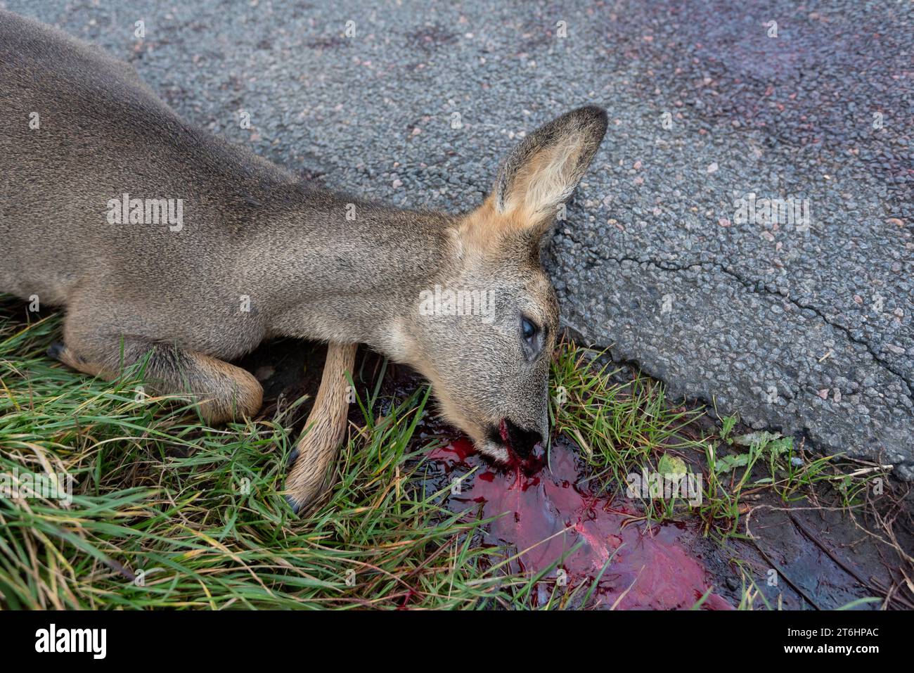 Carcassa di un cervo che giace su una strada di campagna, incidente di gioco, Mar Baltico isola di Mon, Danimarca Foto Stock