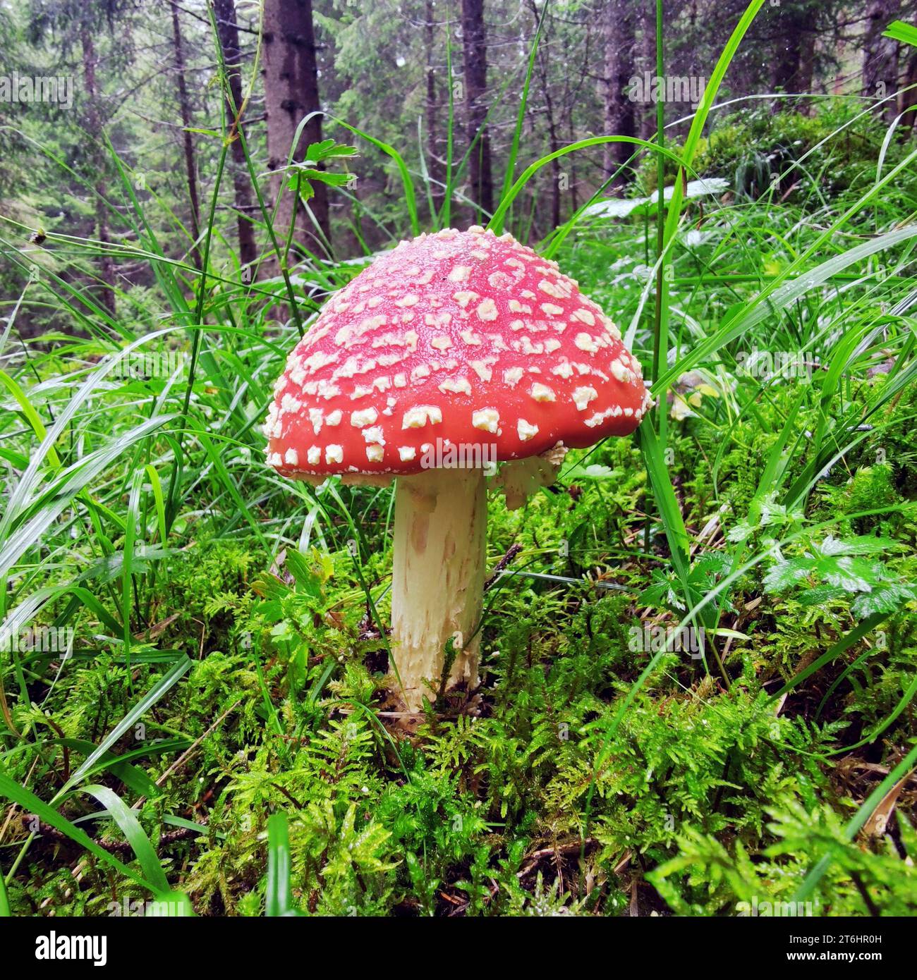 Il toadstool è una specie velenosa di funghi della famiglia delle perle. Foto Stock