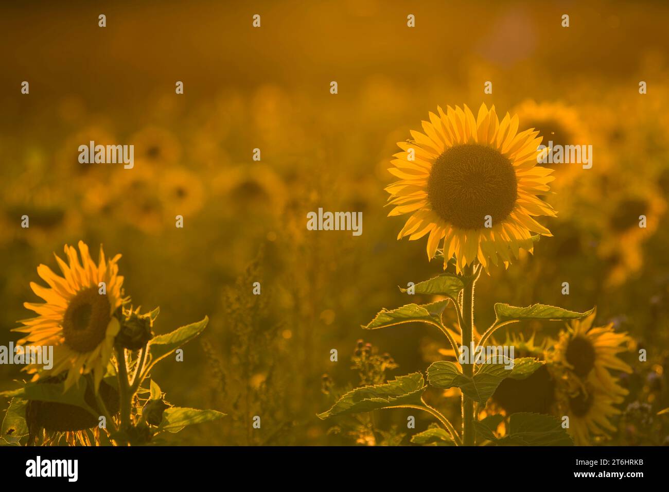 I girasoli (Helianthus annuus) brillano al sole serale, alla retroilluminazione, Germania Foto Stock