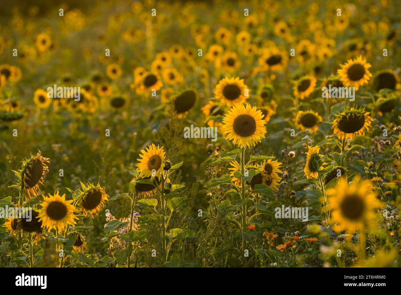 Girasoli (Helianthus annuus) in un campo, luce serale, Germania Foto Stock