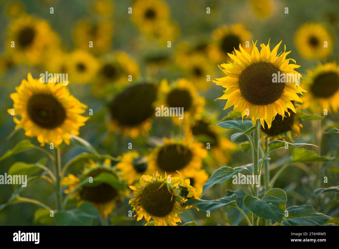 Girasoli (Helianthus annuus) in un campo, luce serale, Germania Foto Stock