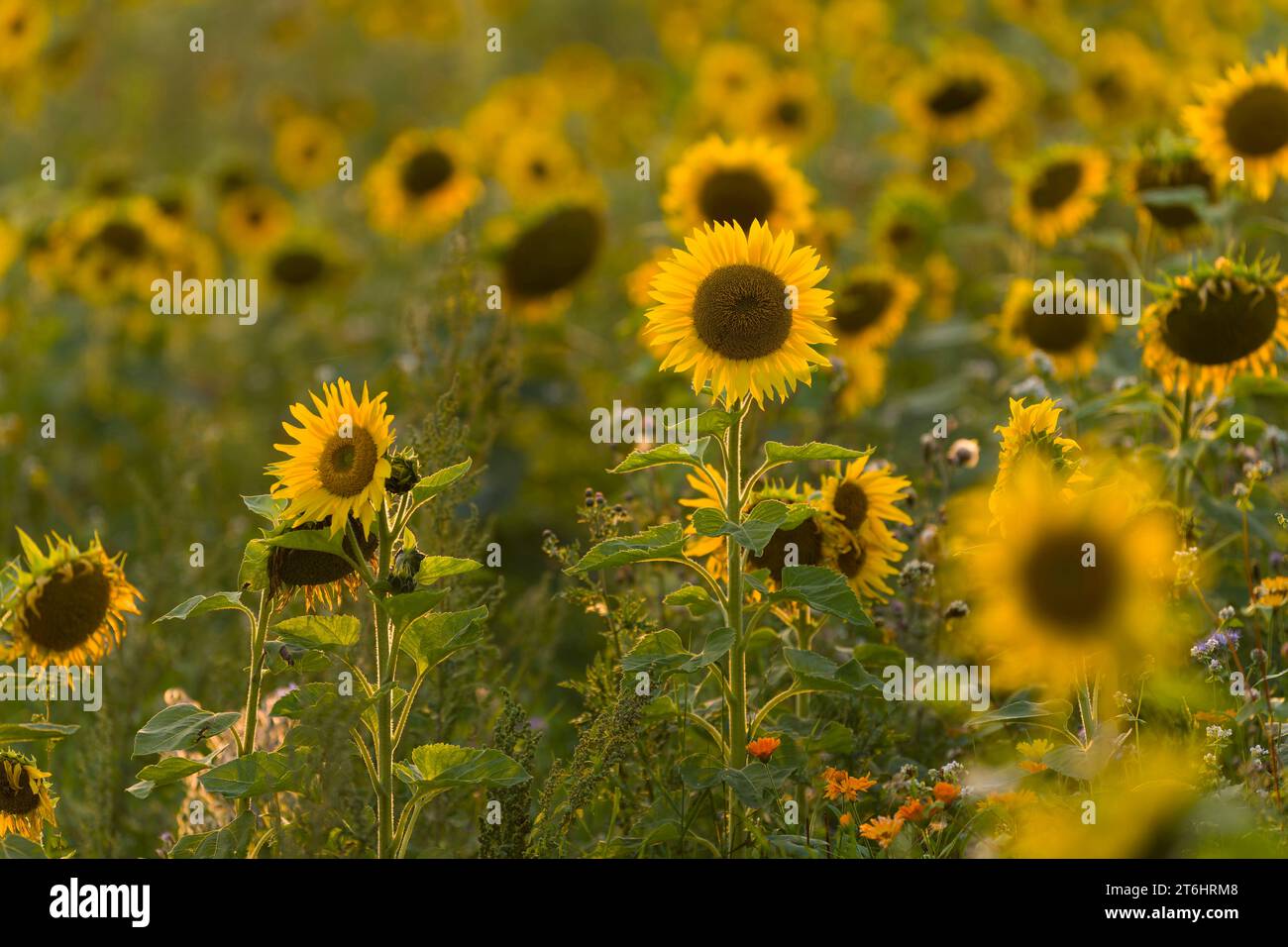 Girasoli (Helianthus annuus) in un campo, luce serale, Germania Foto Stock