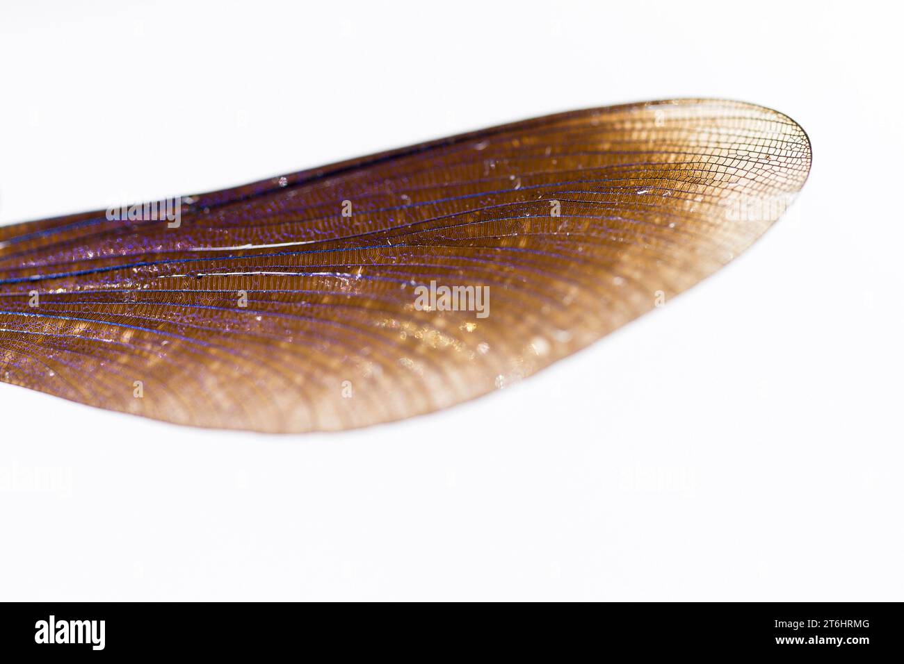 Ali Dragonfly, primo piano Foto Stock