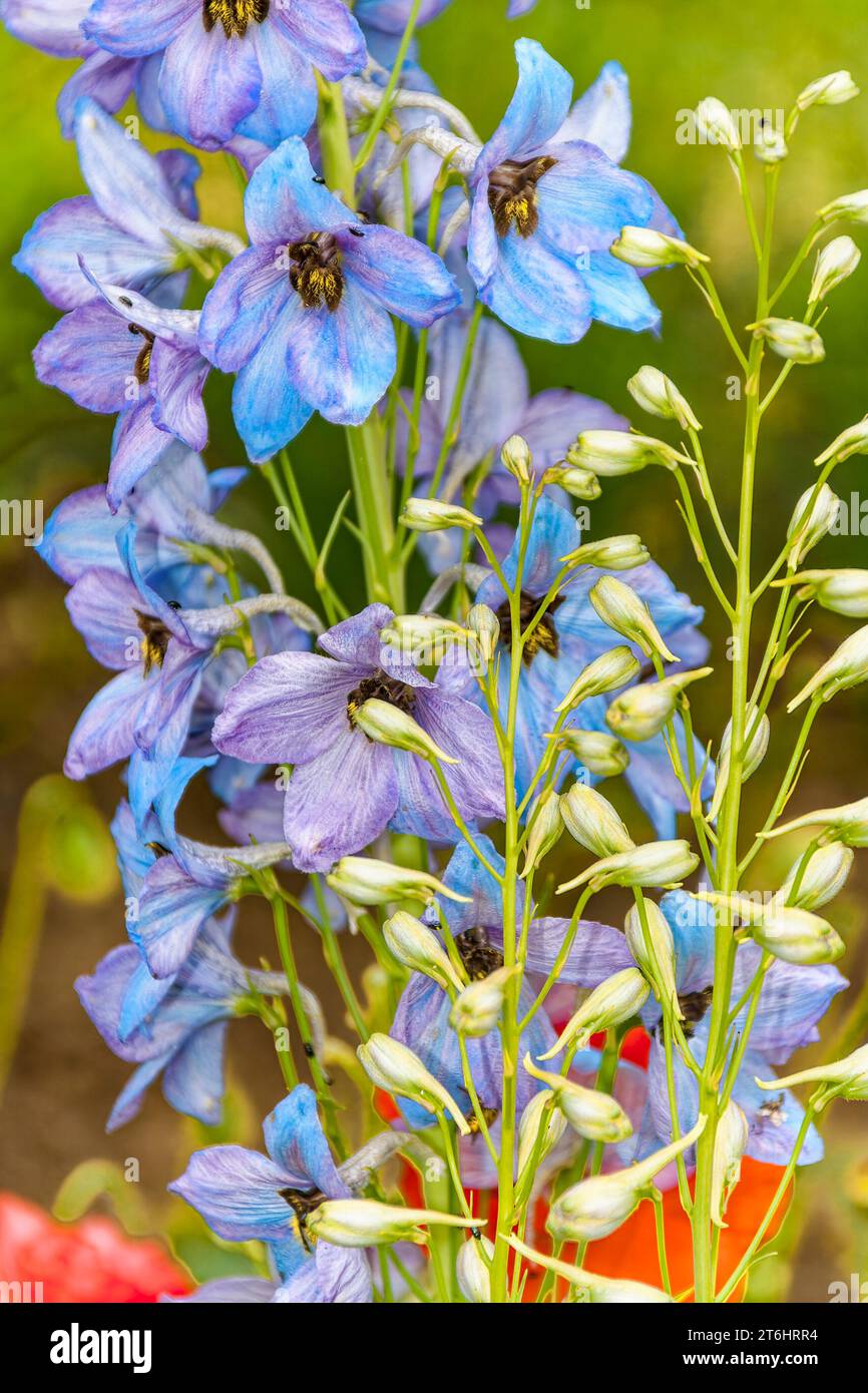 Gambo con numerosi fiori di delphinium (delphinium). Foto Stock