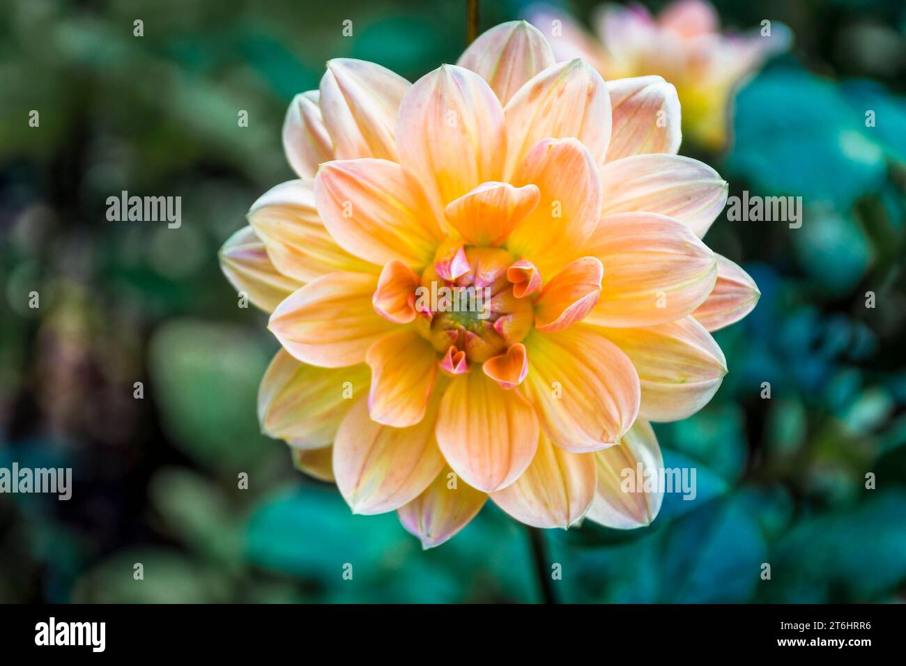 arancio tenue dahlia (dahlia) Foto Stock