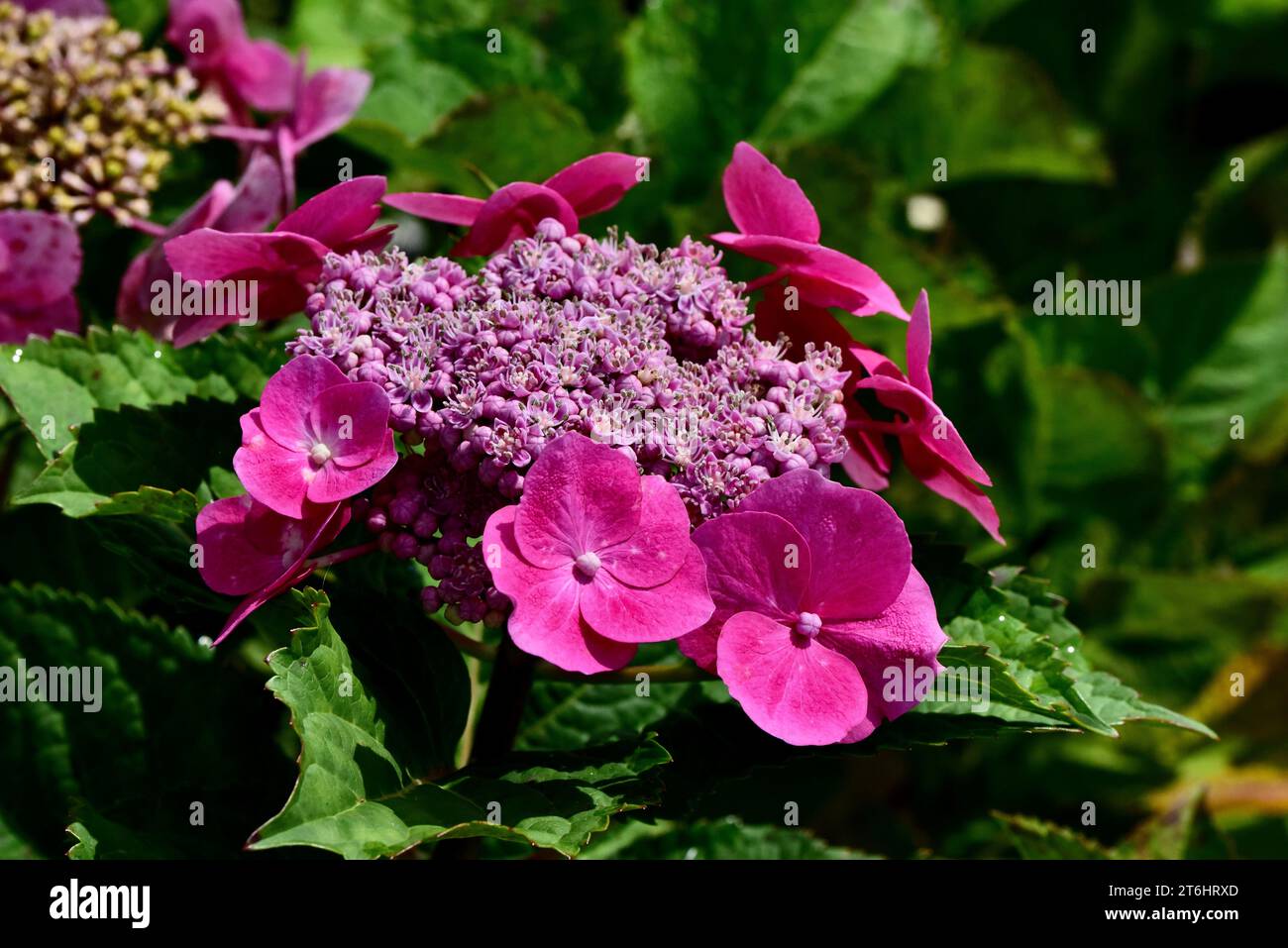 Un'immagine isolata di un bellissimo fiore viola e bianco con un fogliame verde brillante e alcune altre fioriture sullo sfondo Foto Stock