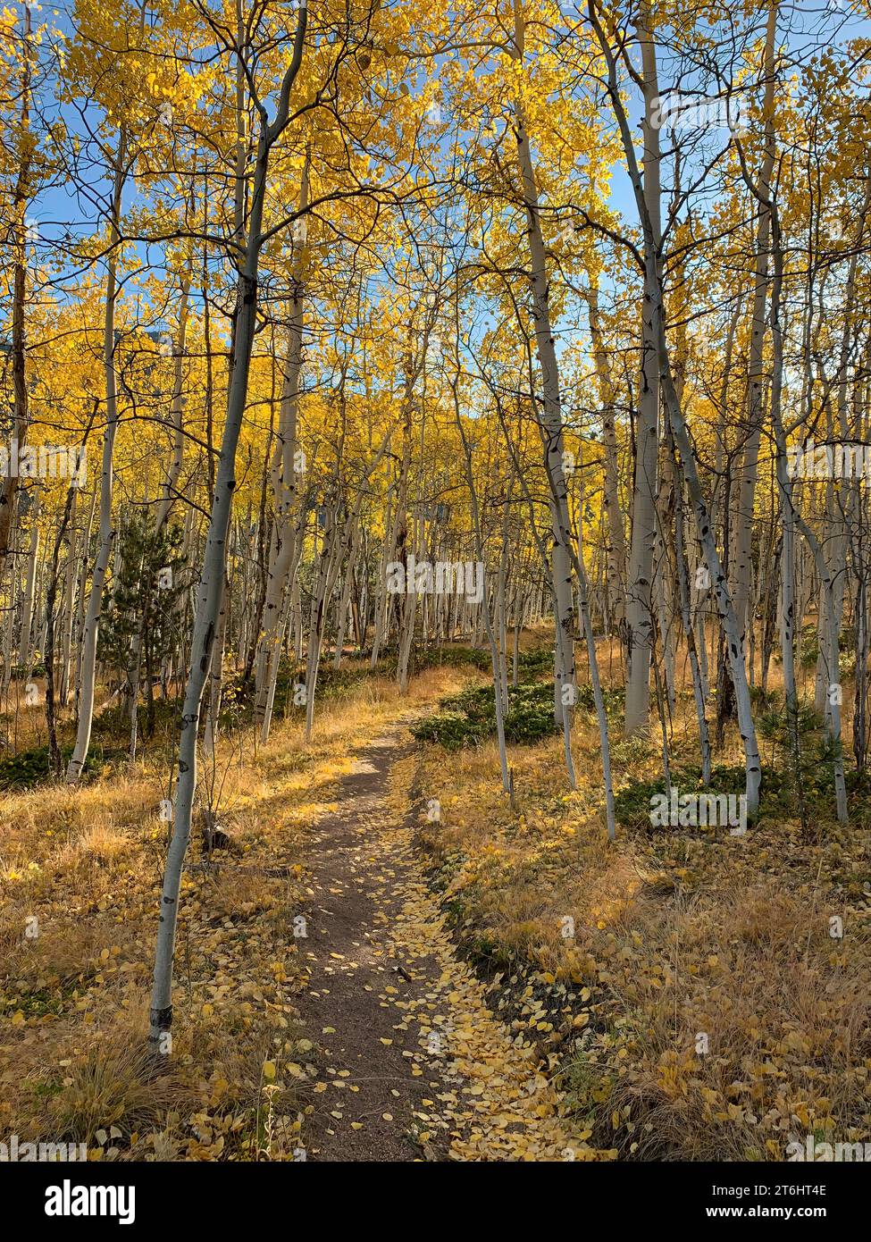 Aspen Trees vicino Aspen Colorado. Percorso dorato attraverso foglie cadute. Foto Stock