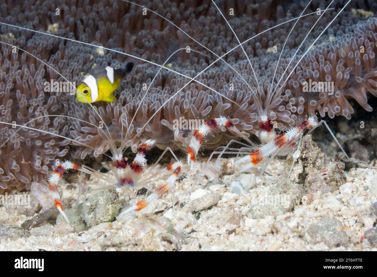 Coppia di gamberi Banded Cleaner, Stenopus hispidus, Raja Ampat, Papua Occidentale, Indonesia Foto Stock