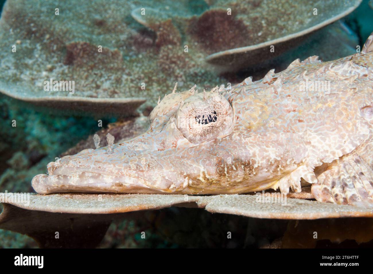 Crocodilefish, Cymbacephalus beauforti, Raja Ampat, Papua Occidentale, Indonesia Foto Stock