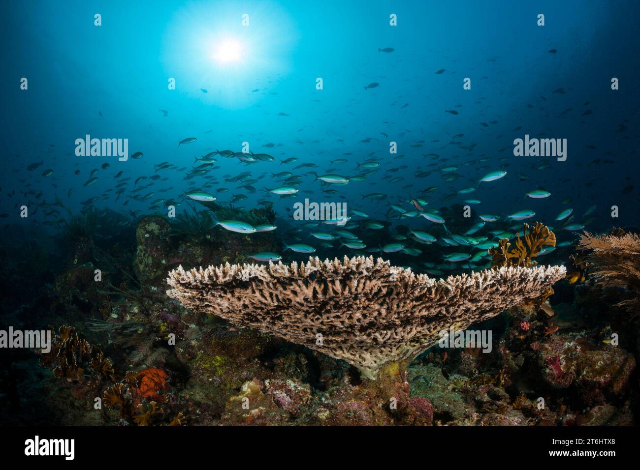 Hard Coral Reef, Raja Ampat, Papua Occidentale, Indonesia Foto Stock