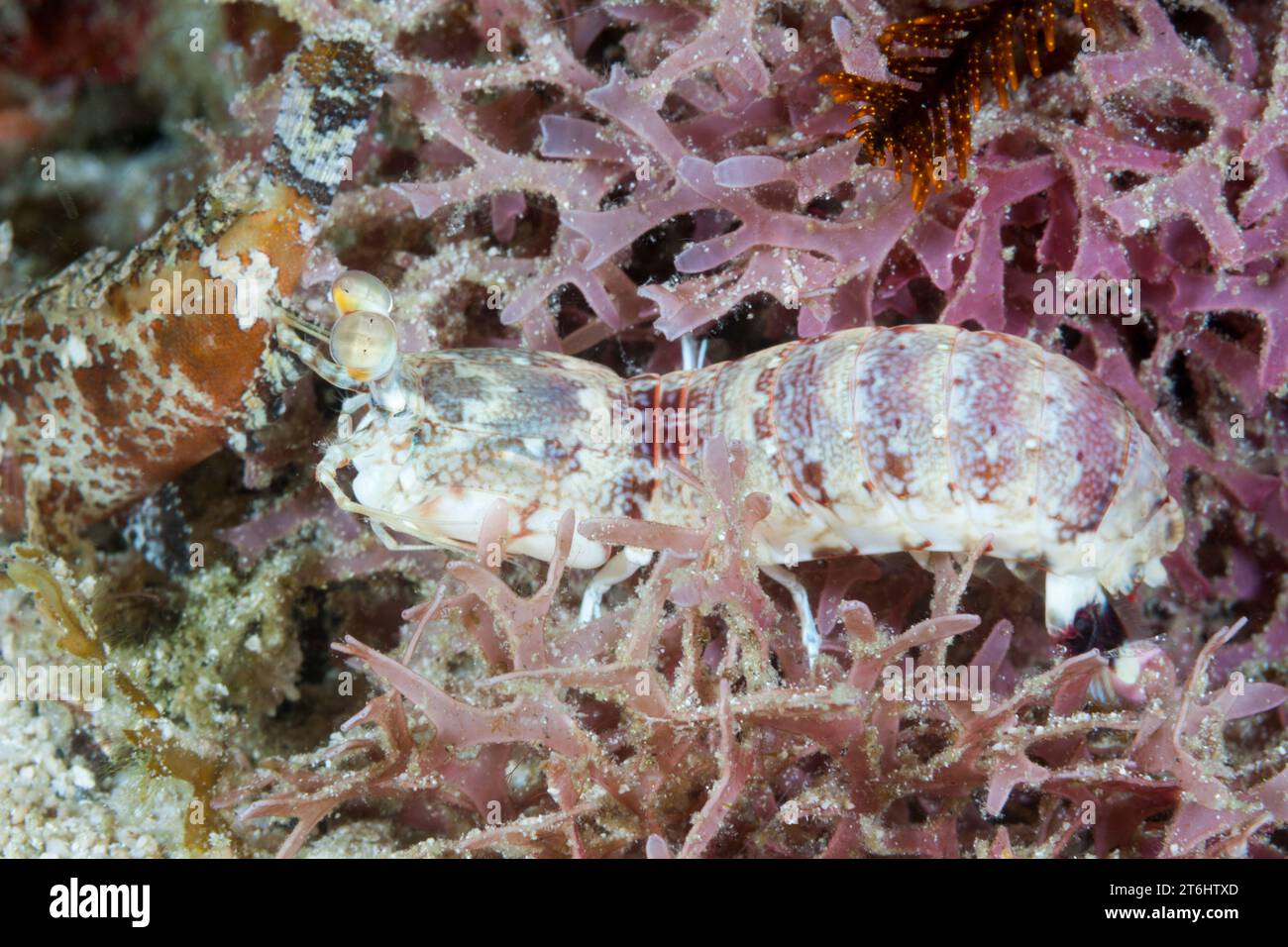 Gamberi Mantis dalle orecchie rosa, Odontodactylus latirostris, Raja Ampat, Papua Occidentale, Indonesia Foto Stock