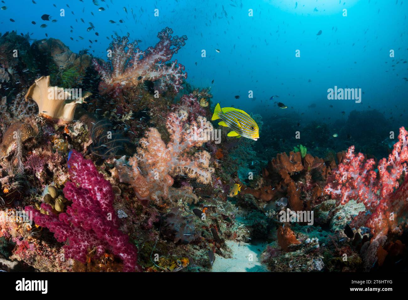 Specie Rich Coral Reef, Raja Ampat, West Papua, Indonesia Foto Stock