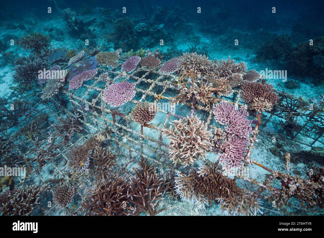 Coral Gardening Project, Raja Ampat, West Papua, Indonesia Foto Stock