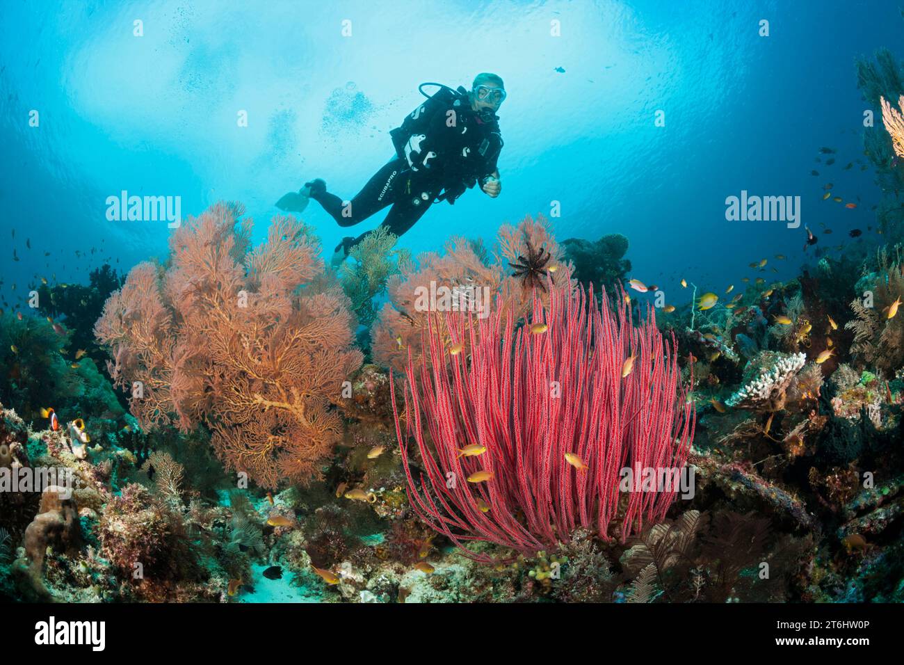 Immersioni subacquee sulla barriera corallina, Raja Ampat, Papua Occidentale, Indonesia Foto Stock